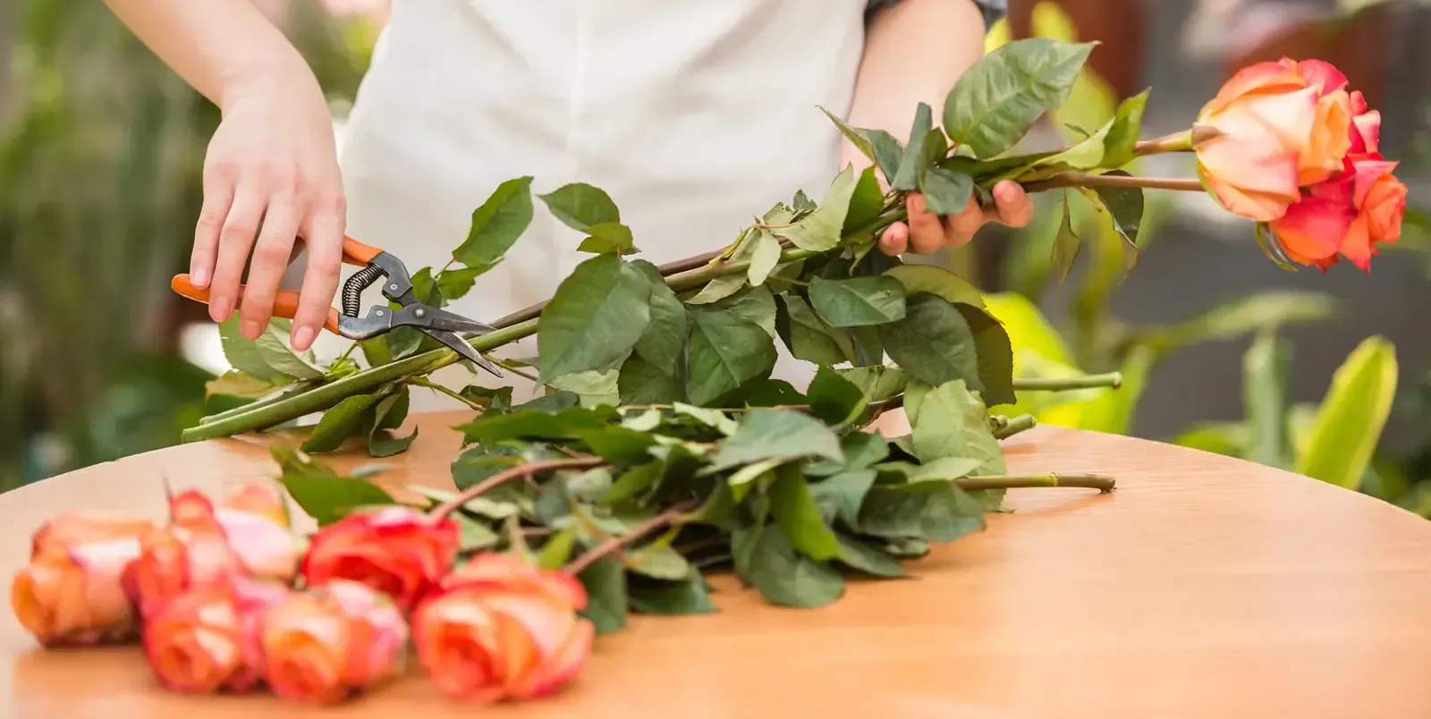 Una persona poda tallos de rosas en una mesa de madera. Hay varias rosas al frente y follaje detrás.