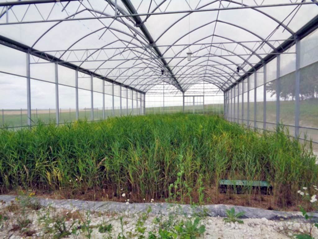 Serre remplie de rangées de hautes plantes vertes, avec un toit arqué transparent.