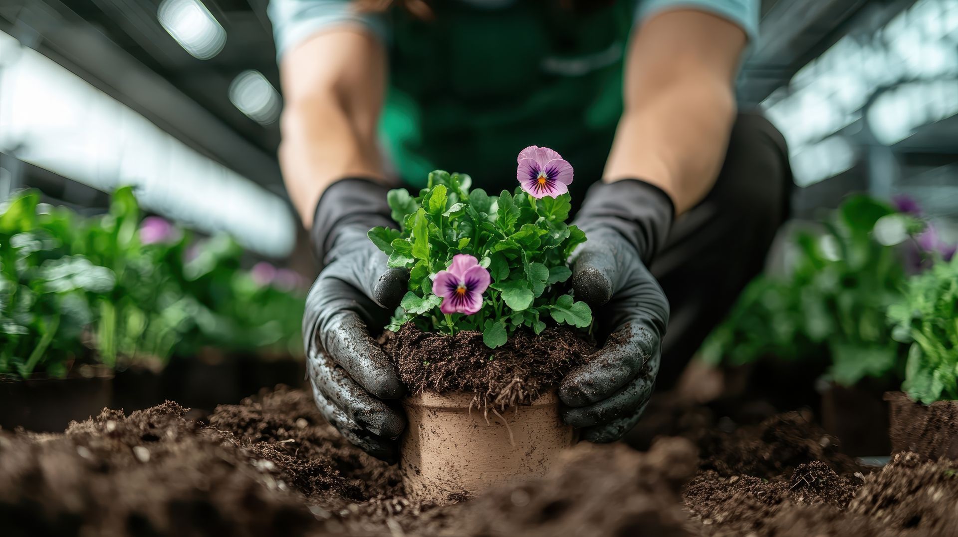 Plantation de fleurs pour un massif