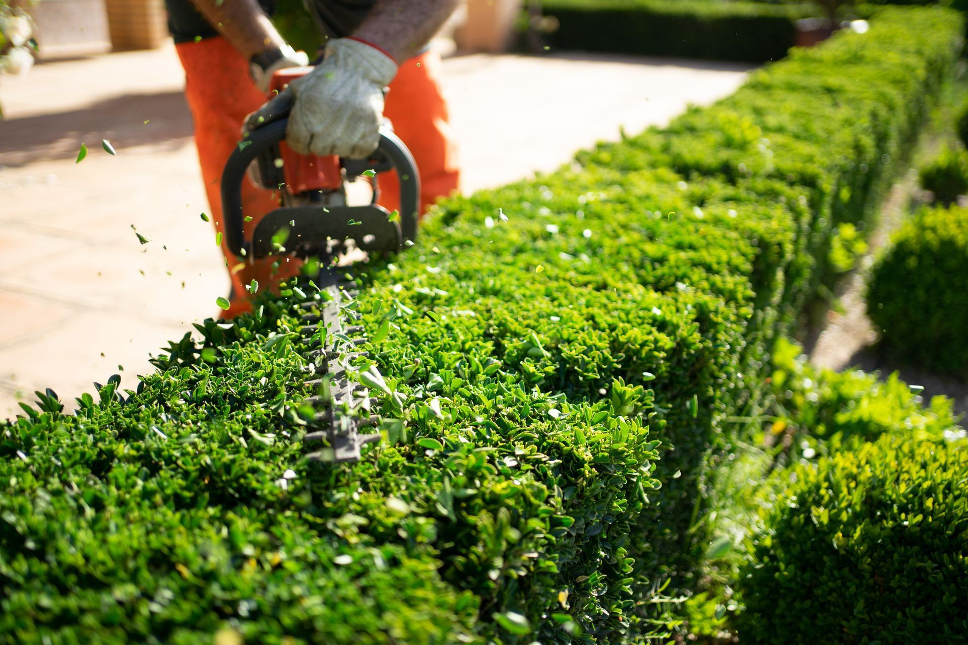 Taille de haies dans une résidence de limoges