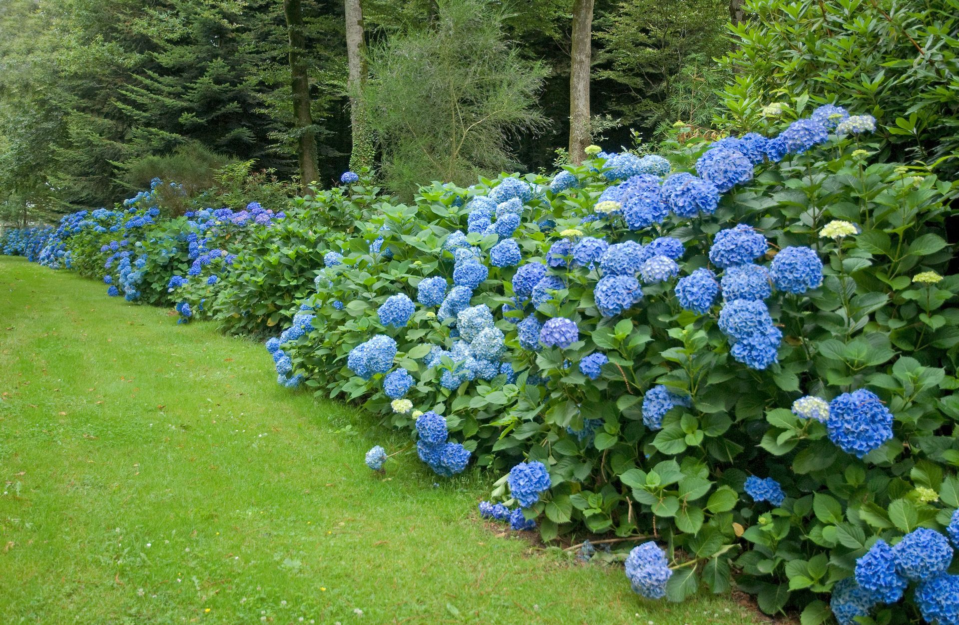 Bosquet de Chrysanthème bleu