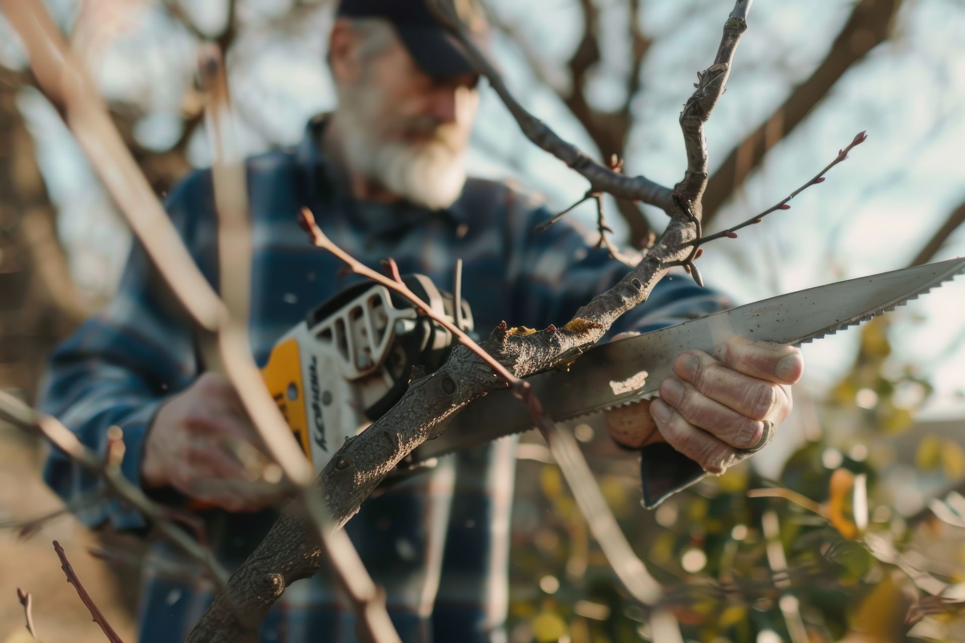 Jardinier qui taille un pommier