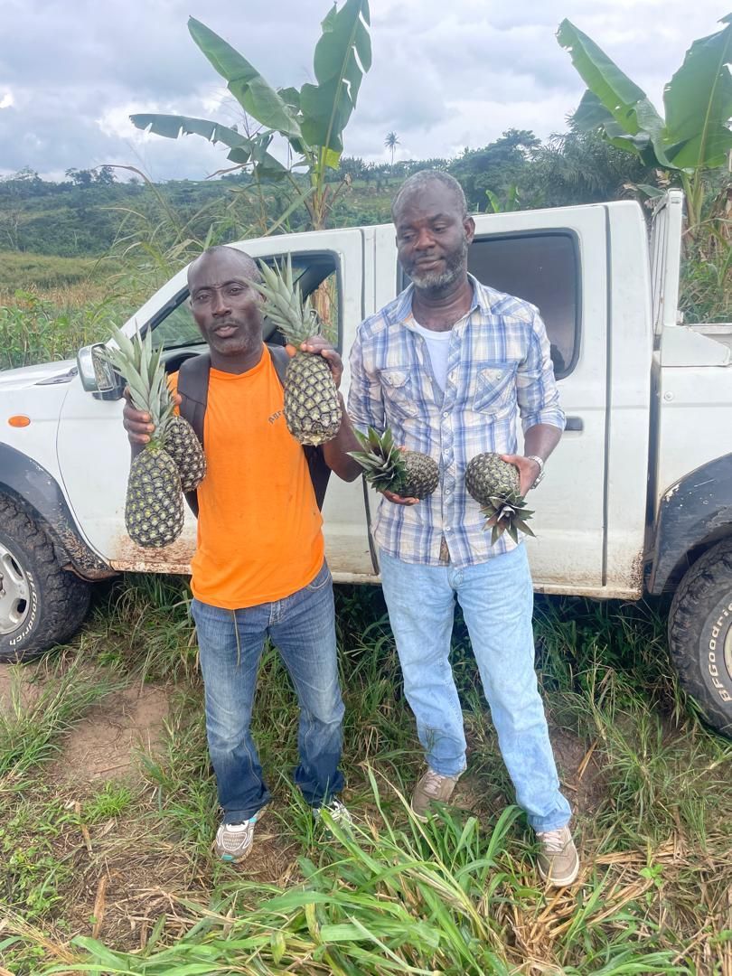 Palette en bois avec des boîtes d'ananas empilées en hauteur, sécurisées par des sangles jaunes dans un entrepôt.