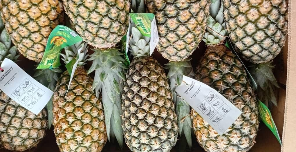 Tas d'ananas mûrs avec des feuilles vertes pointues.