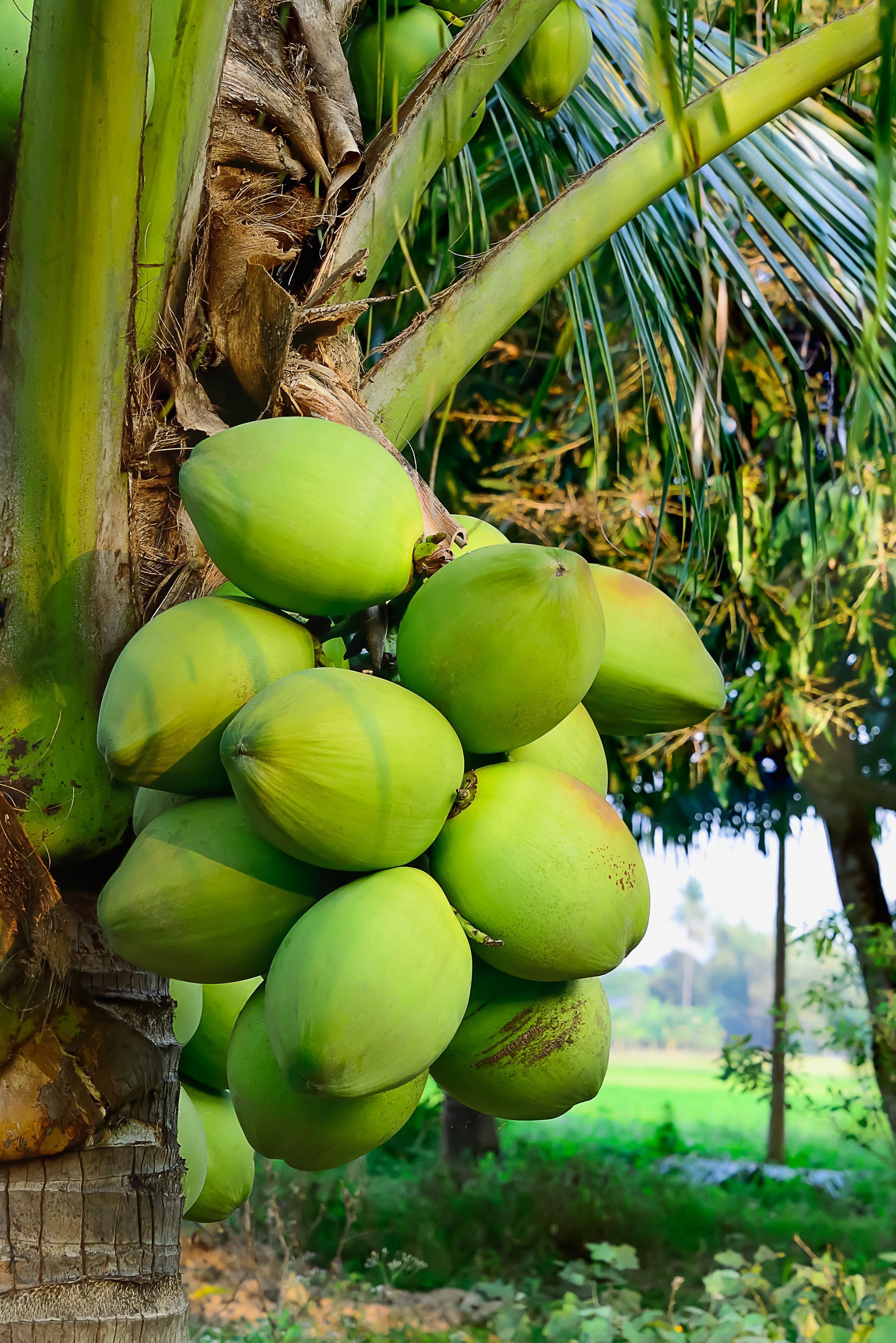 Grappe de noix de coco vertes poussant sur un tronc de palmier, décor extérieur.