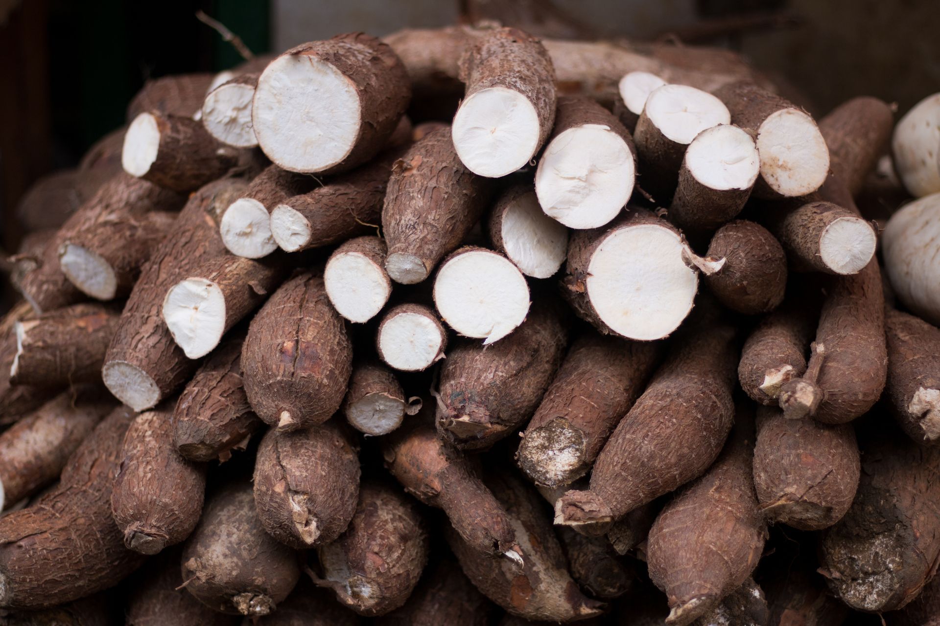 Tas de racines de manioc brunes et oblongues dont les extrémités coupées révèlent une chair blanche.