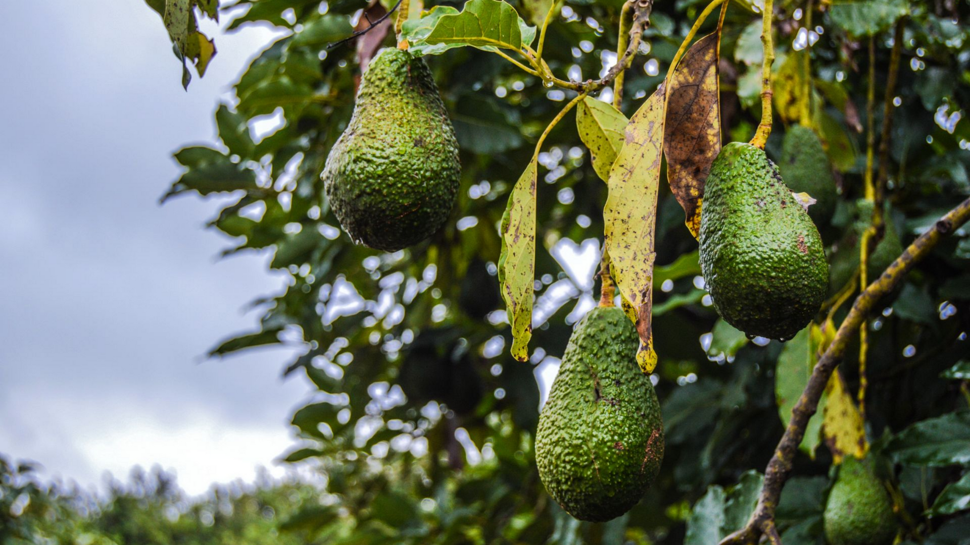 Des rangées d'avocatiers luxuriants dans un champ agricole avec un ciel bleu clair en arrière-plan.