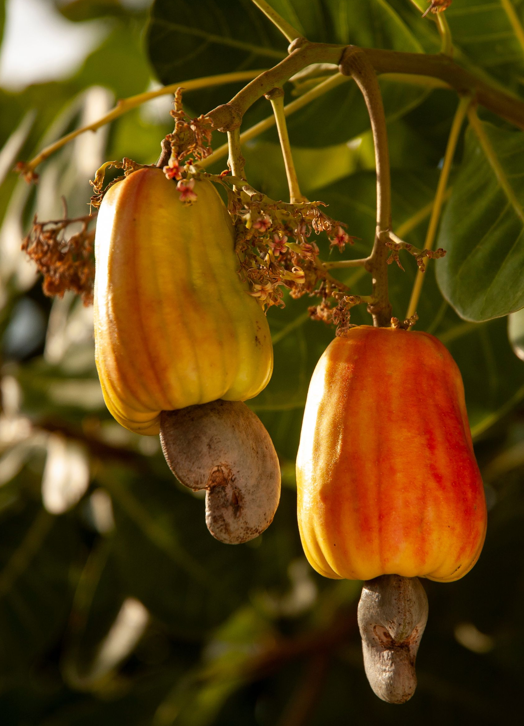 Avocats verts suspendus à une branche d'arbre avec des feuilles vertes.