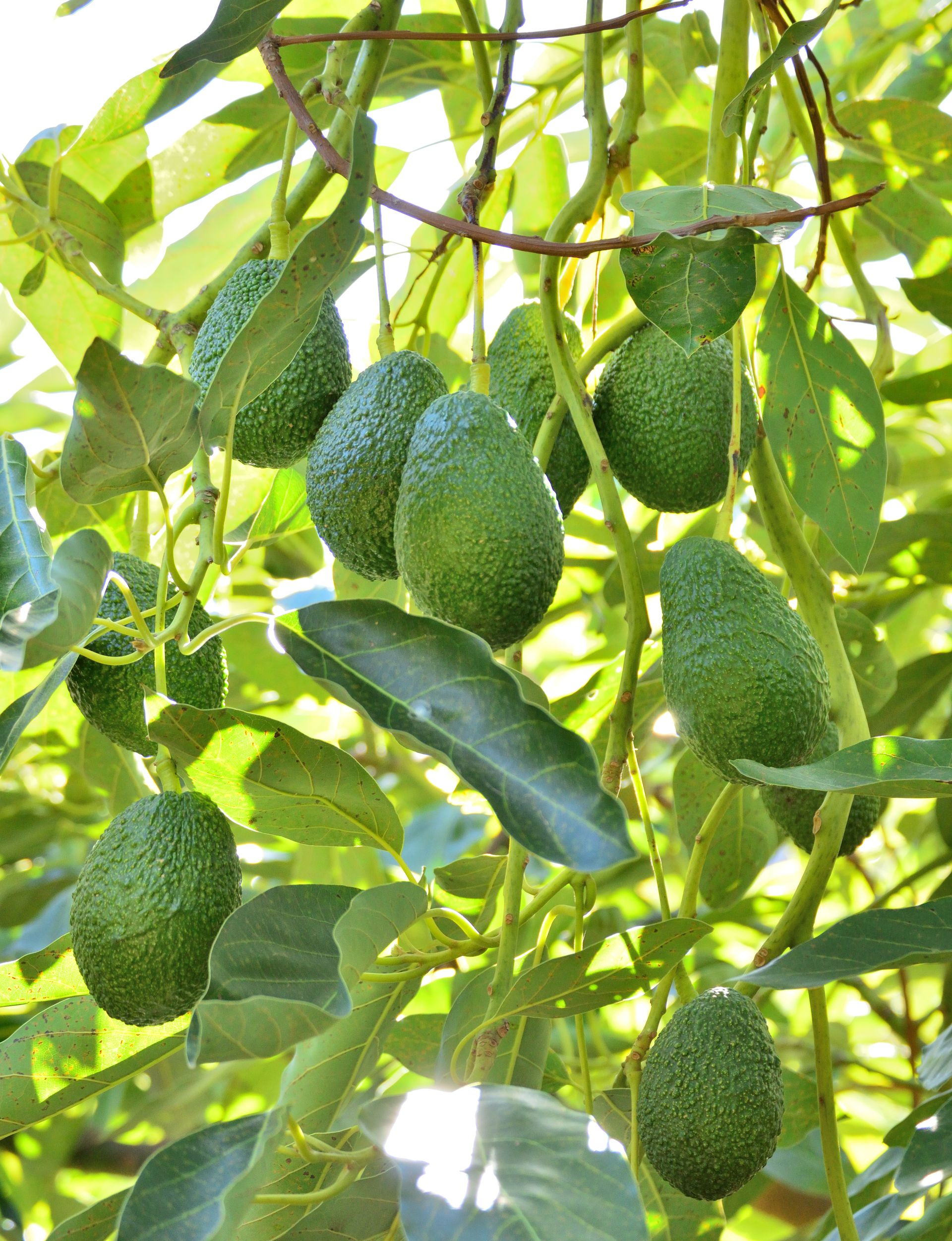 Avocats verts suspendus à une branche d'arbre avec des feuilles vertes.