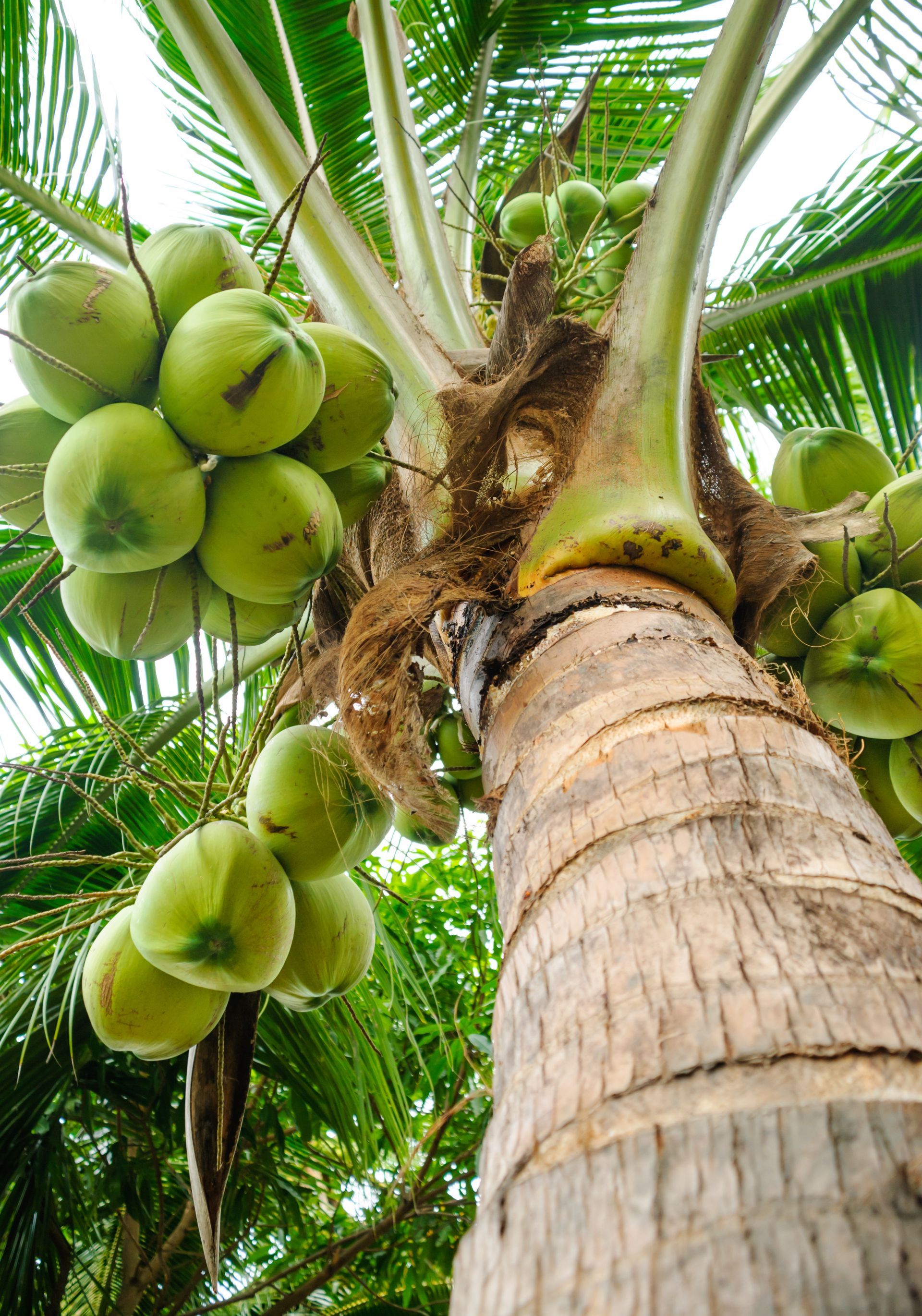 Noix de coco vertes suspendues à un grand cocotier texturé.