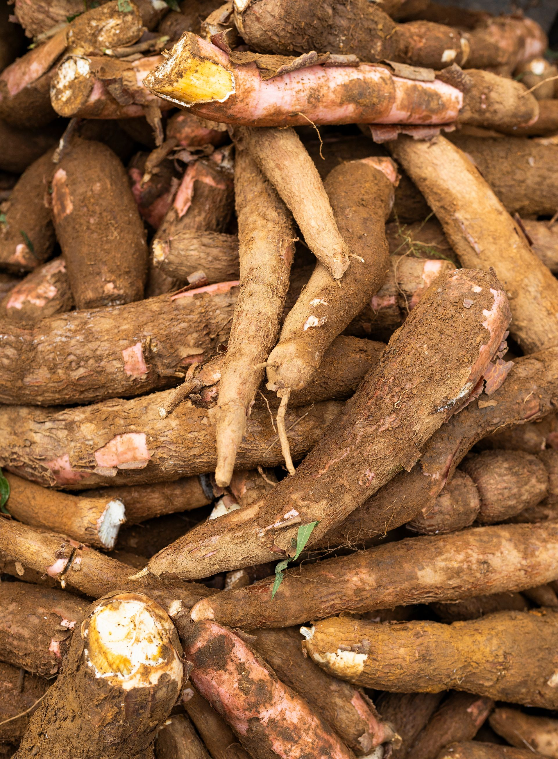 Tas de racines de manioc brunes avec de la terre et de la chair rosâtre.