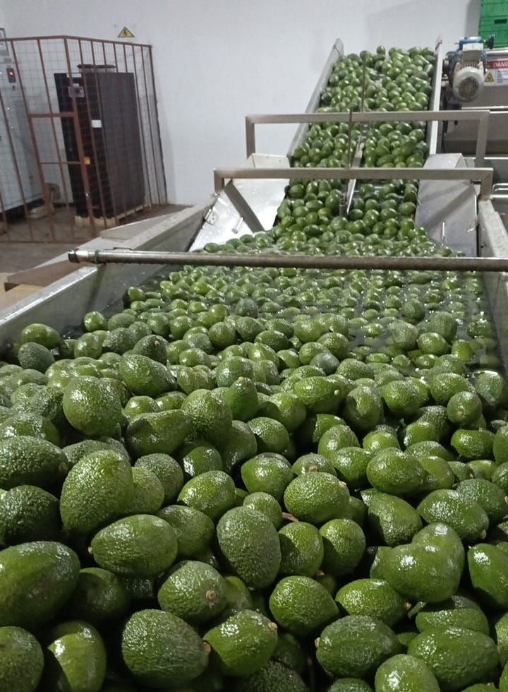 Main tenant un avocat à peau foncée sur une branche d'arbre, feuillage vert en arrière-plan.