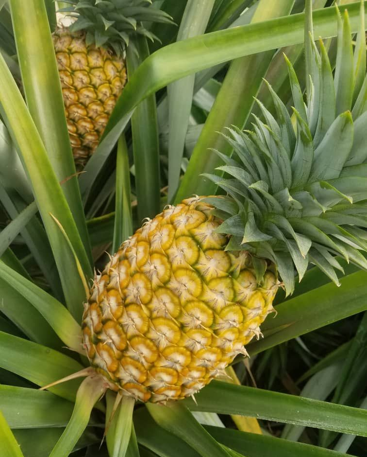 Ananas mûr poussant dans un champ d'ananas.