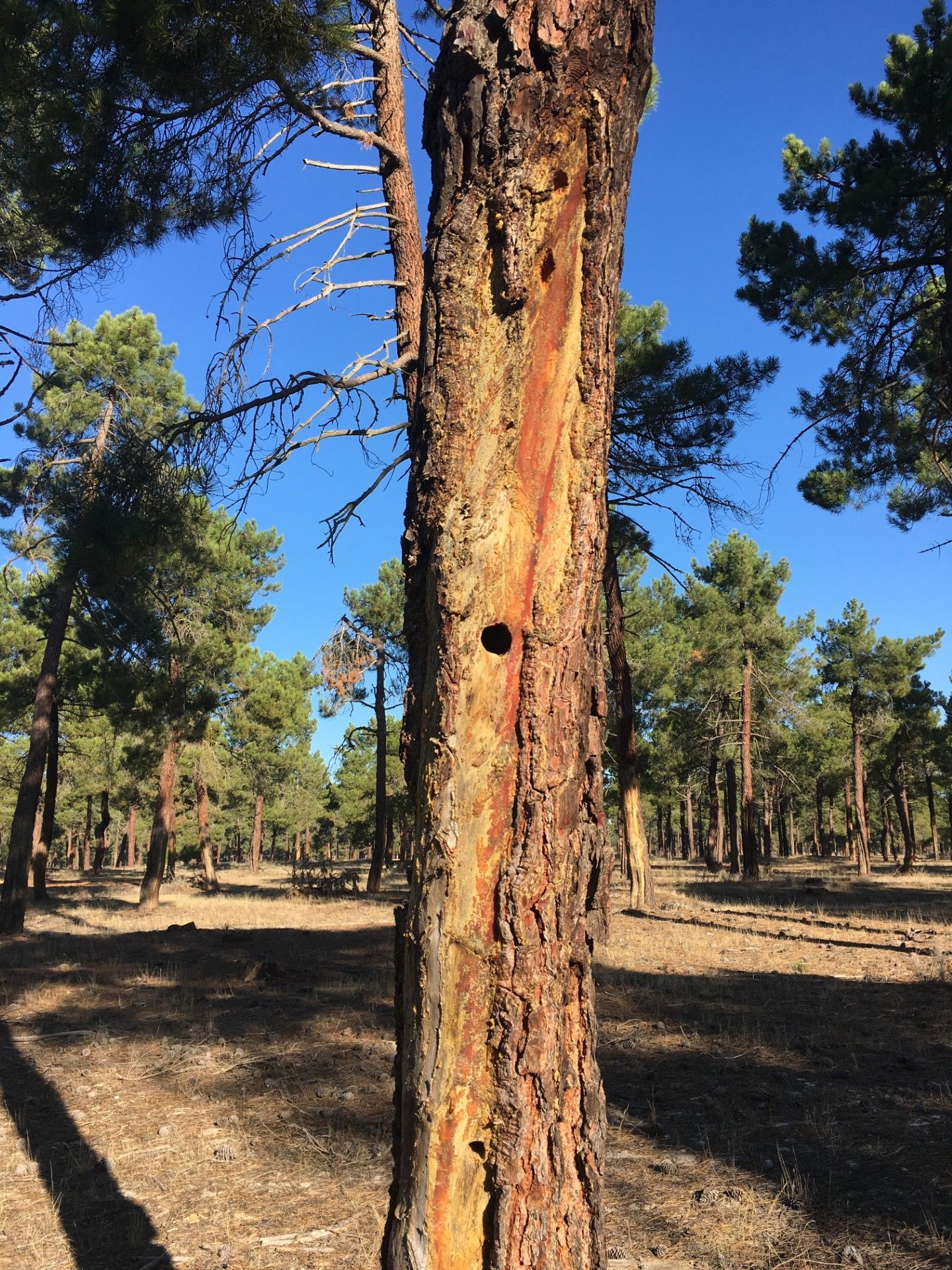 árbol en entorno rural 