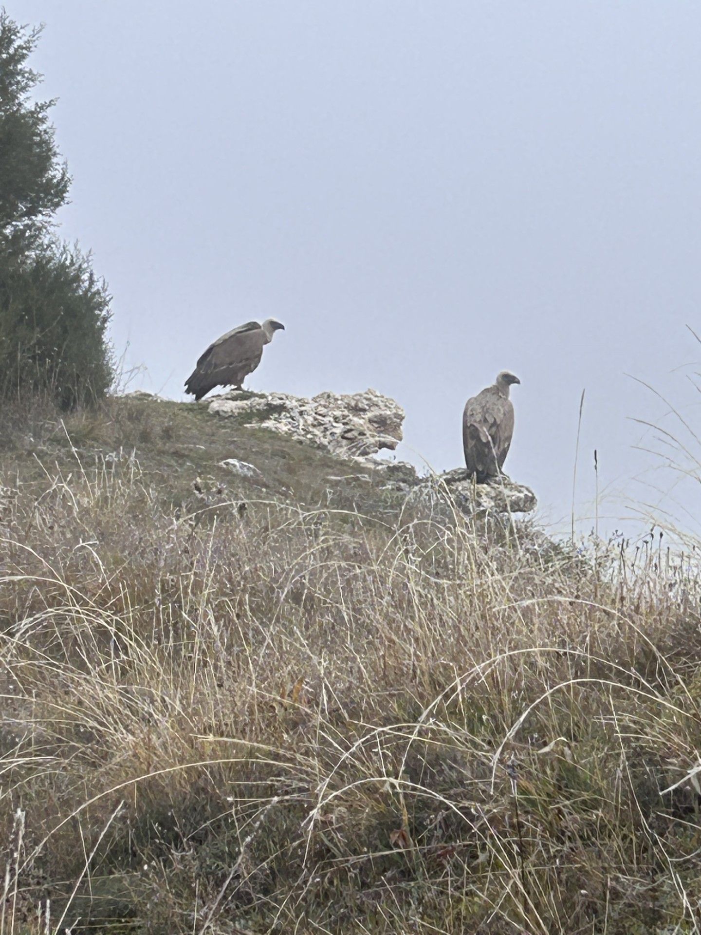 foto palomas en entorno rural