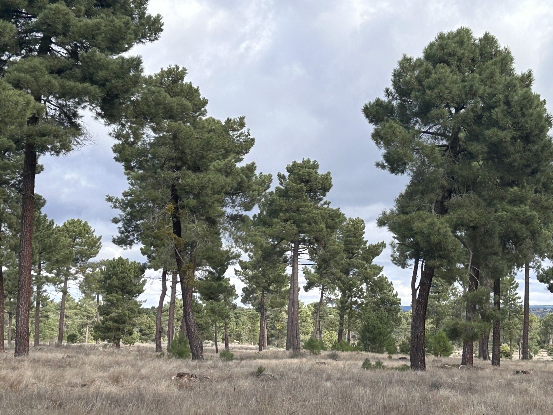 entorno rural con arboles