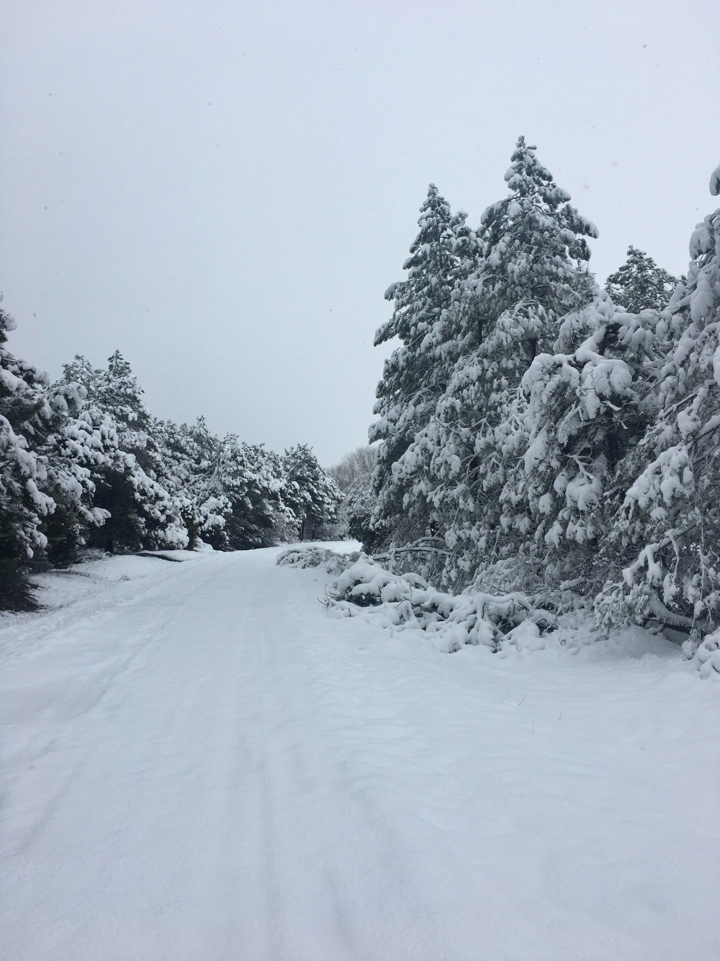 entorno con nieve