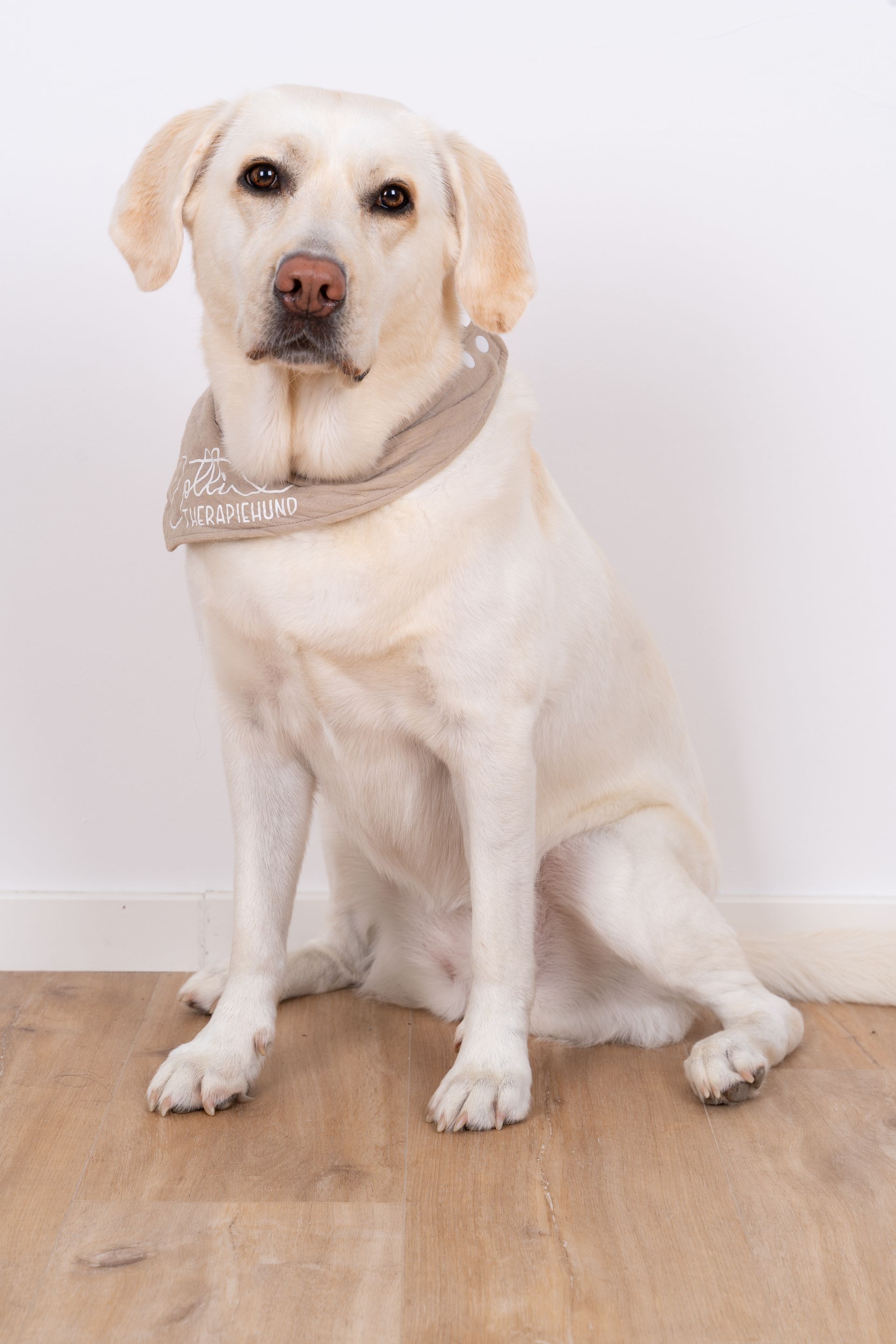 Praxishund Lotti - weiße Labrador Hündin