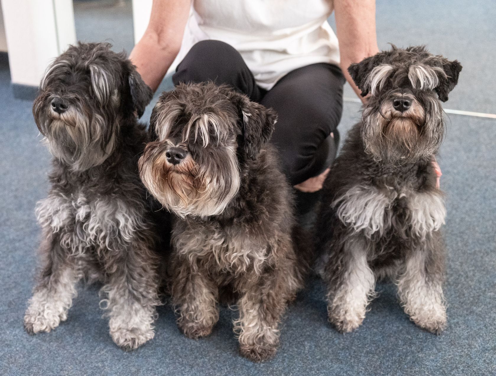 Drei grau-schwarze Schnauzer sitzen in einer Reihe mit Blick auf die Kamera, hinter ihnen kniet eine Person.