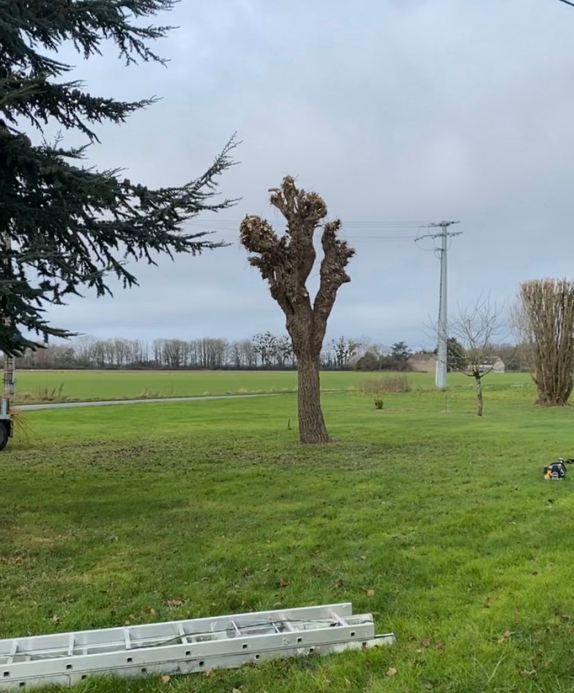 Arbre taillé