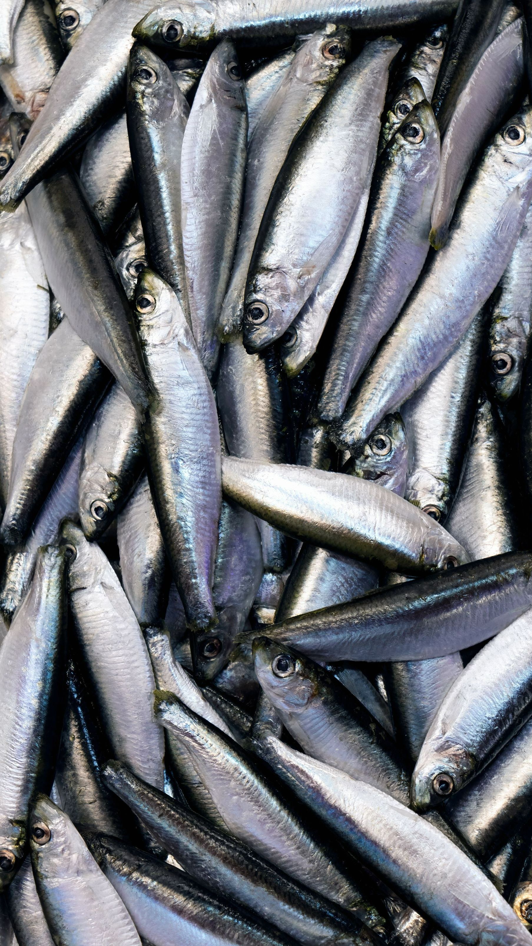 Étal de fruits de mer avec de nombreux poissons fraîchement pêchés