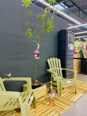 Vue de fauteuil de jardin.
