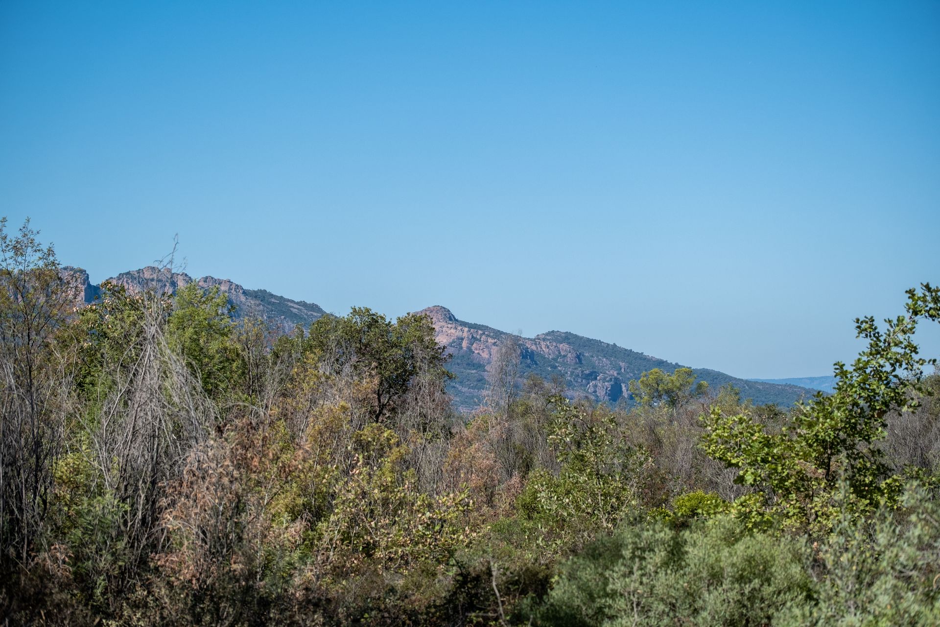 Des montagnes se dressent au-dessus des arbres sous un ciel d'un bleu éclatant sur la commune de Puget-sur-Argens.