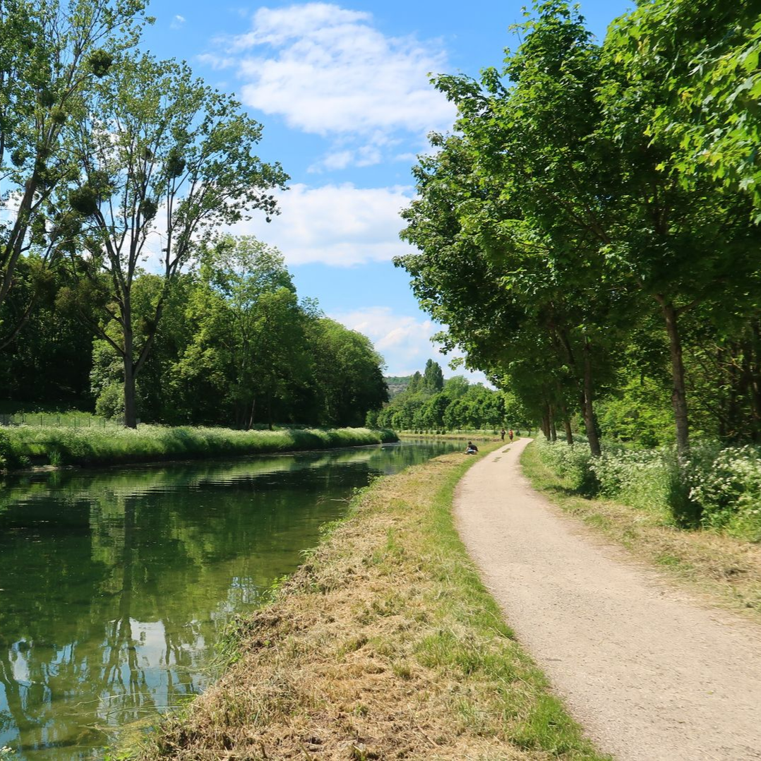 Un chemin au bord de l'eau avec des arbres