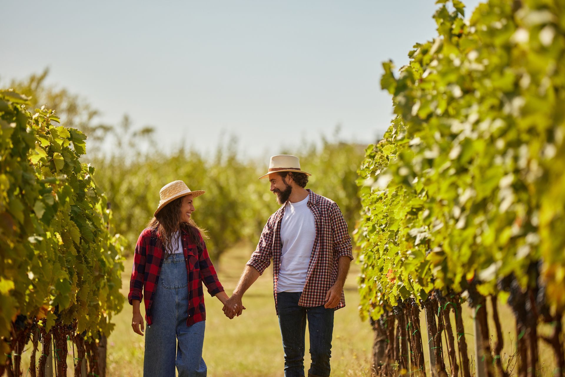 Deux personnes se tenant la main dans un vignoble ensoleillé, marchant entre des rangées de vignes vertes.