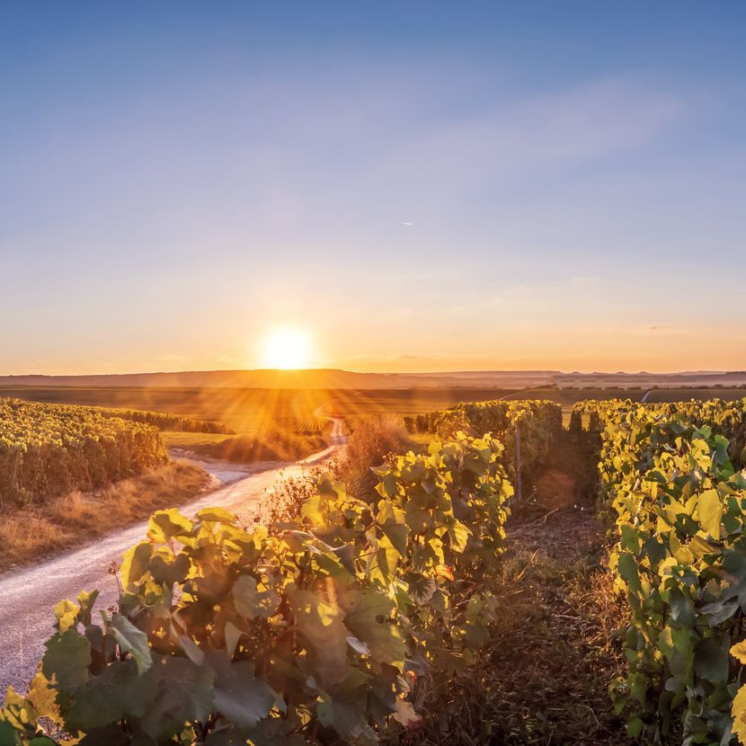 Coucher de soleil sur un vignoble avec un chemin de terre et des rangées de vignes.