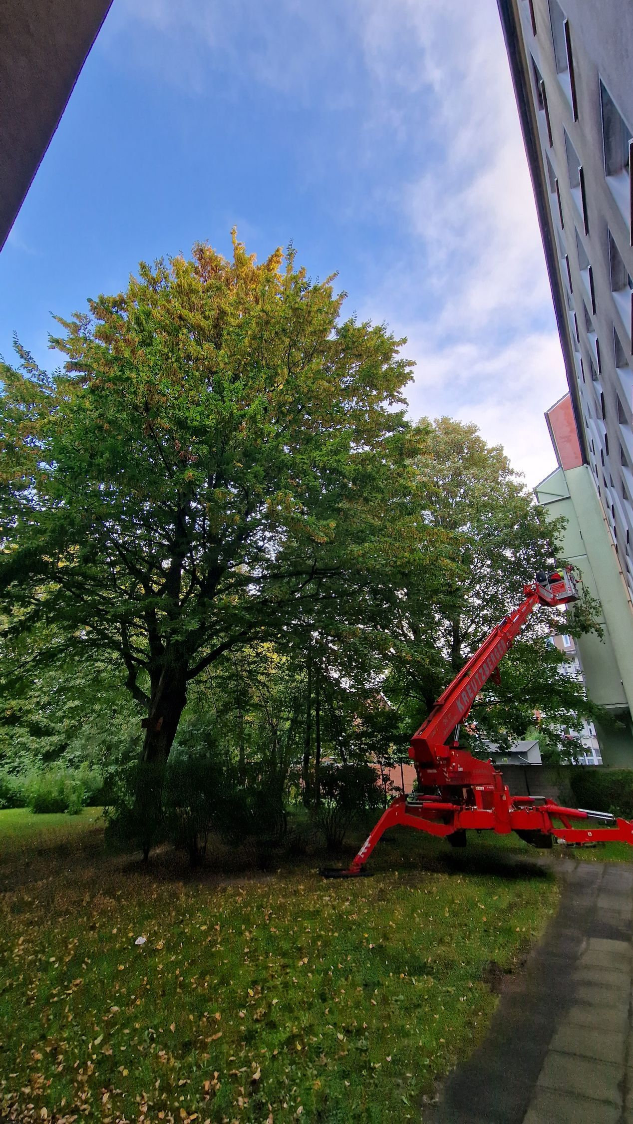 Ein roter Kran fällt einen Baum vor einem Gebäude.