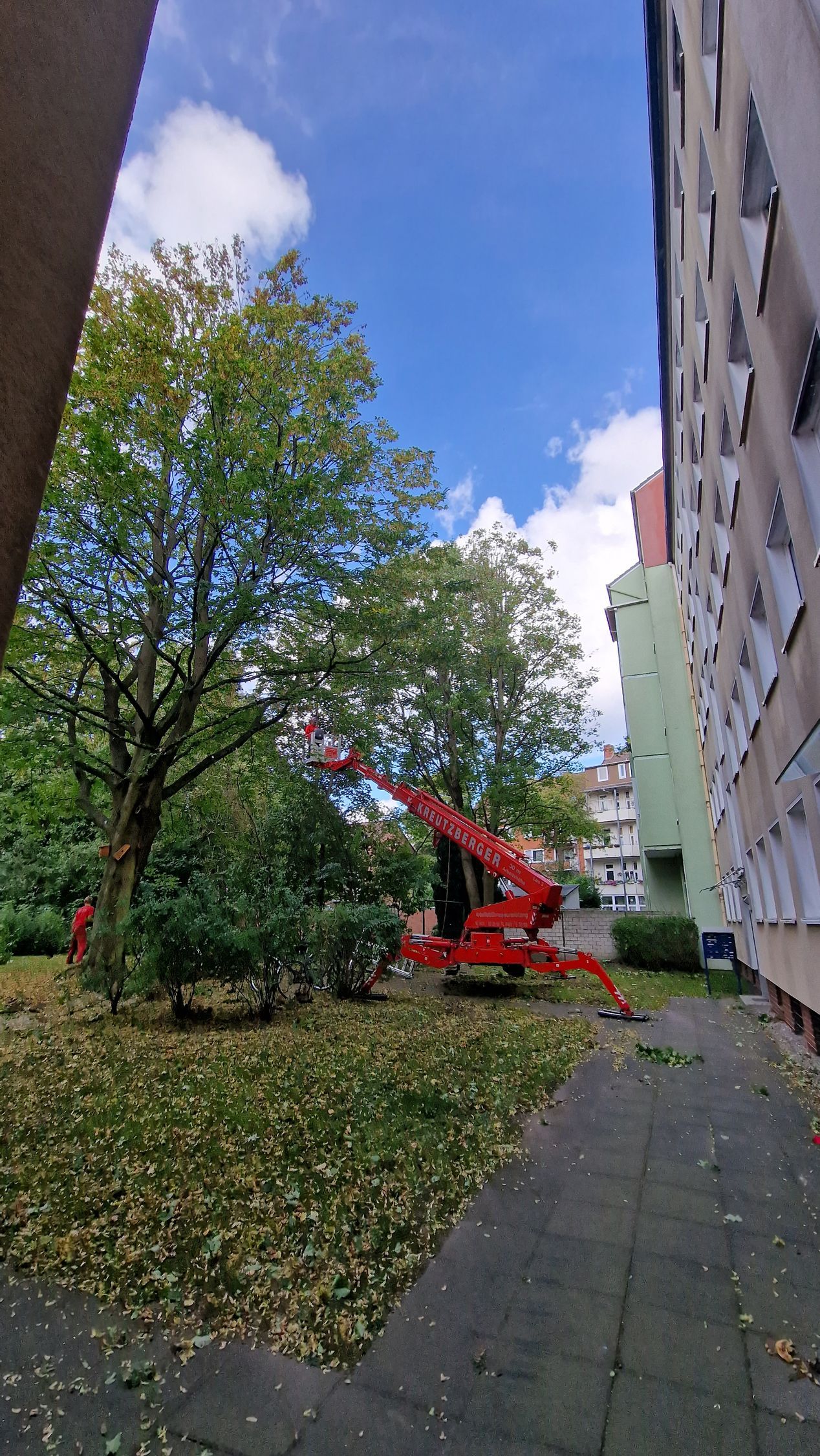 Ein roter Kran fällt in einem Park neben einem Gebäude einen Baum.
