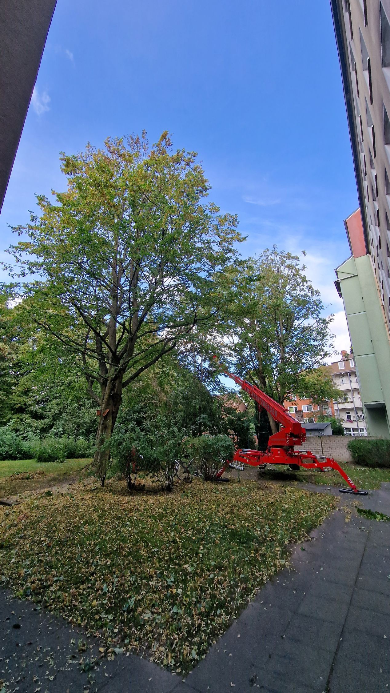 Ein roter Kran fällt in einem Park einen Baum.