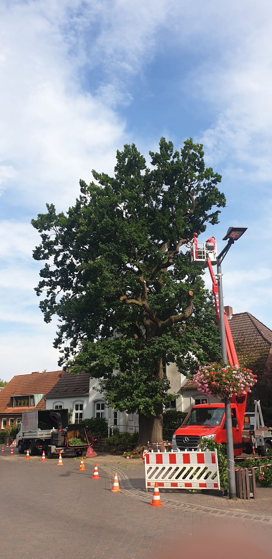 Ein großer Baum wird von einem Kran gefällt.