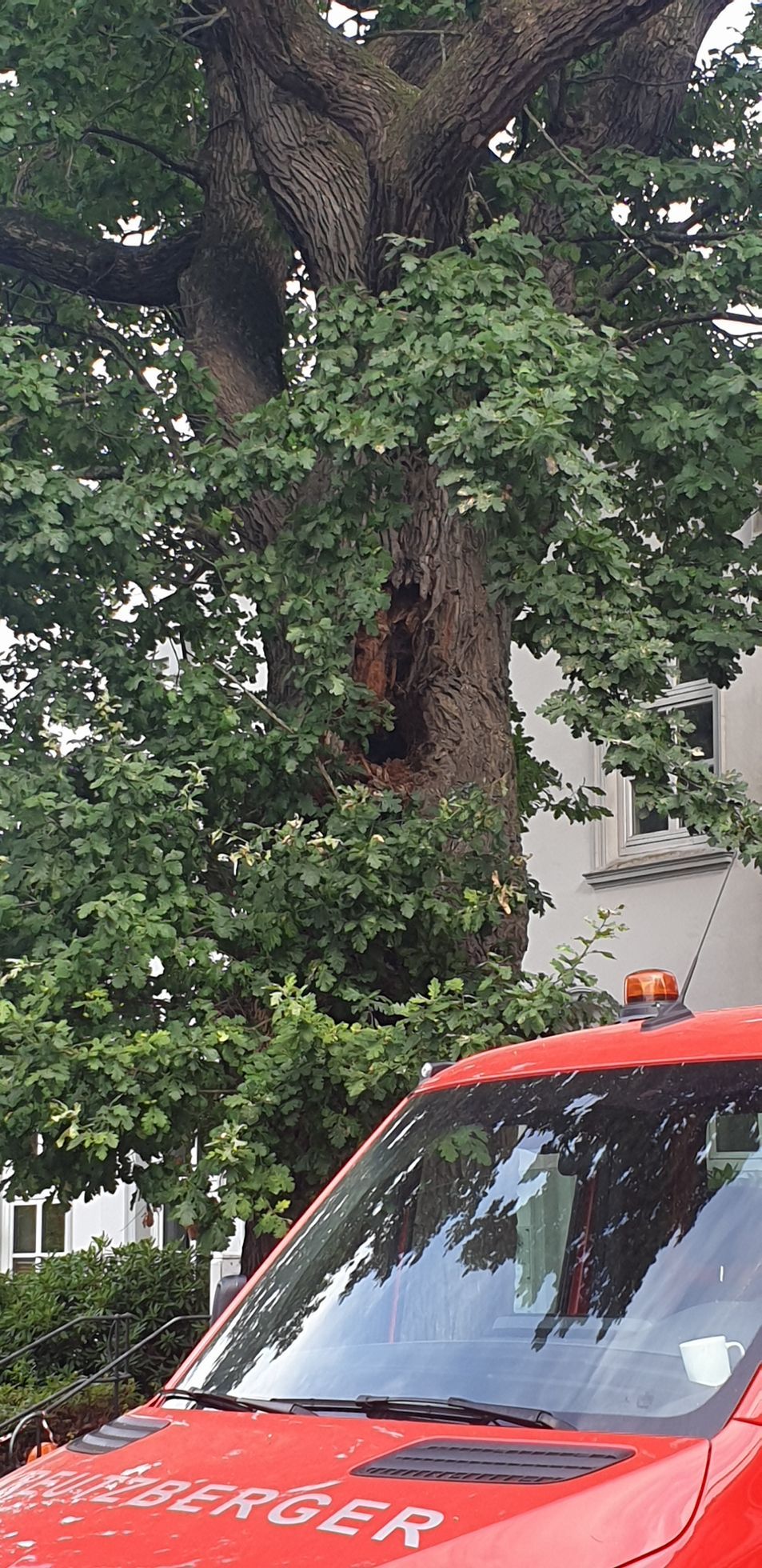 Ein roter Lieferwagen ist vor einem Baum geparkt.