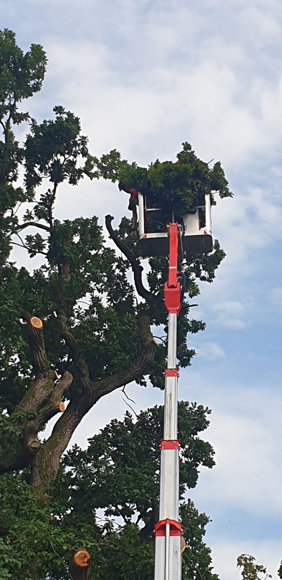 Eine Person fällt mit einem Kran einen Baum.