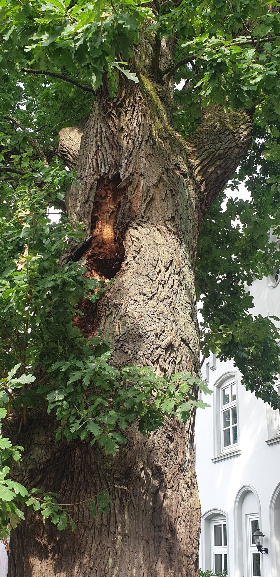 Vor einem weißen Gebäude steht ein großer Baum mit einem Loch darin.