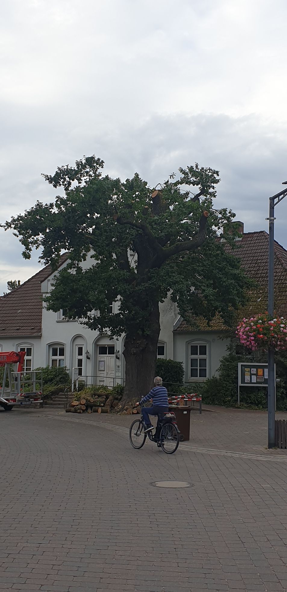 Ein Mann fährt vor einem großen Baum Fahrrad.