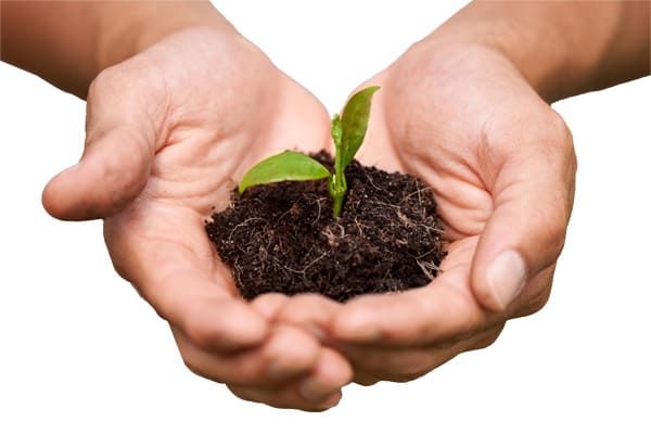 Des mains berçant le sol avec une petite pousse verte qui en pousse.