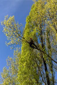 Un arboriste taille les branches d'un grand arbre contre un ciel bleu.