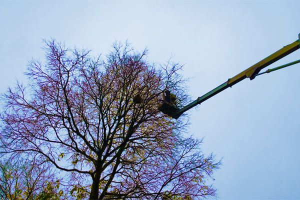 Élagage d'arbres depuis une plate-forme surélevée contre un ciel nuageux.