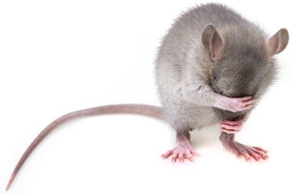 Rat gris se couvrant le visage avec ses pattes.