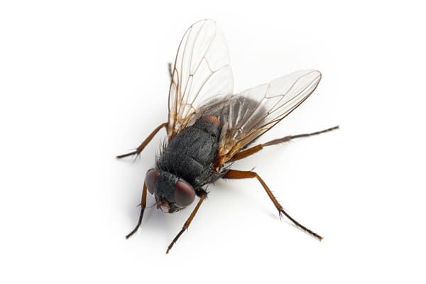 Voler aux ailes transparentes, posé sur une surface blanche.