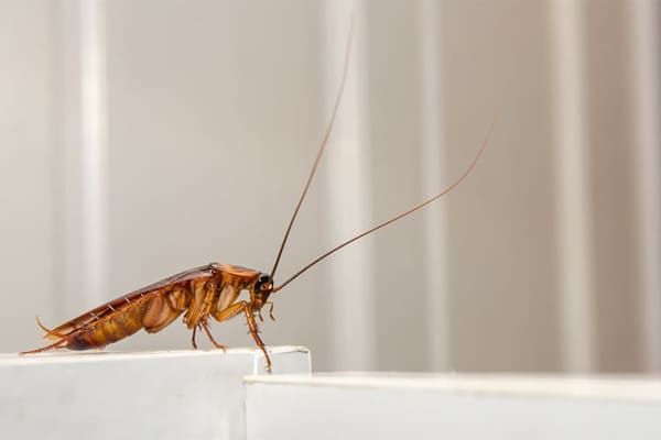 Blatte brune sur une surface blanche, avec de longues antennes.