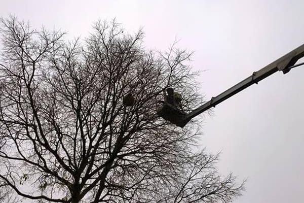 Une personne dans un élévateur à nacelle travaille sur un arbre nu, sous un ciel nuageux.