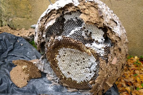 Nid de guêpes endommagé montrant des cellules en nid d'abeille, de couleurs beige et blanche, en extérieur.