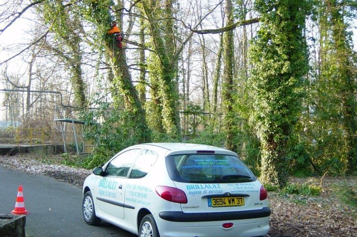 Voiture blanche garée près des arbres, un chirurgien arboricole en harnais travaillant au-dessus.