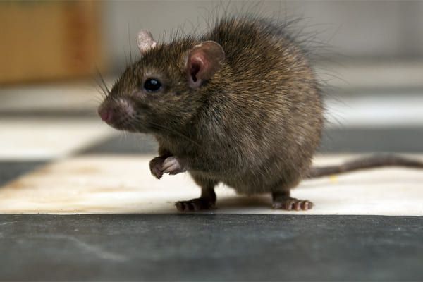 Rat brun debout sur ses pattes arrière, regardant vers la gauche sur une surface carrelée noire et blanche.