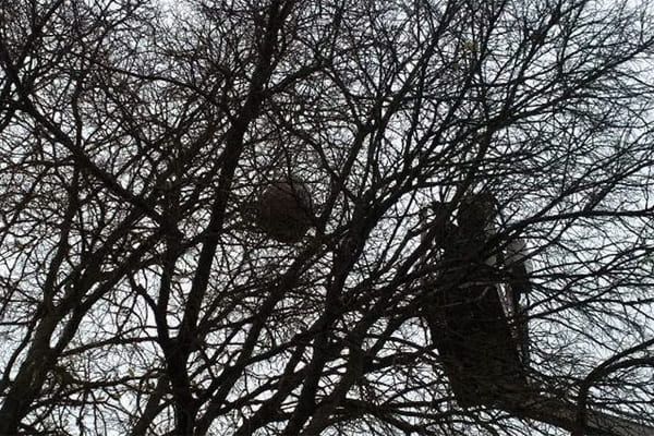 Silhouette de branches d'arbres nues contre un ciel couvert, avec un grand nid rond dans les branches supérieures.