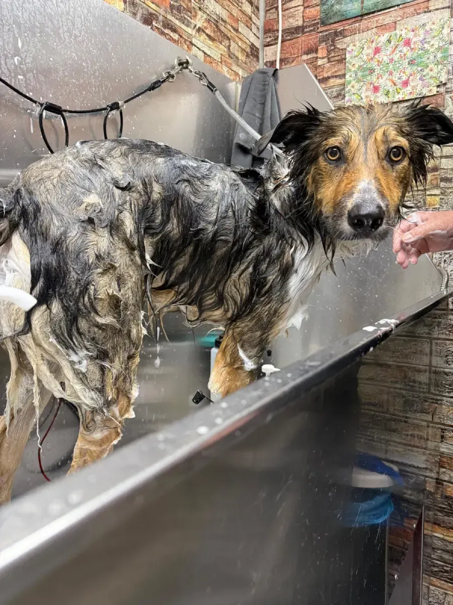 Dos perros mojados siendo bañados en una bañera de acero inoxidable.